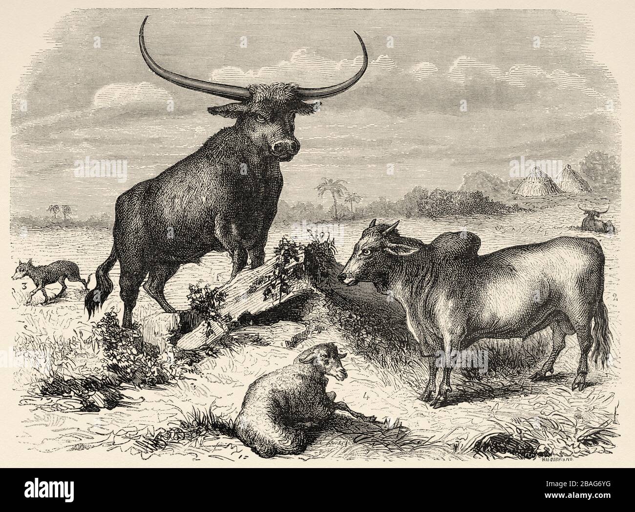 Cattle. Bovine species of Ujiji, typical animal of Unyamouezi, pariah