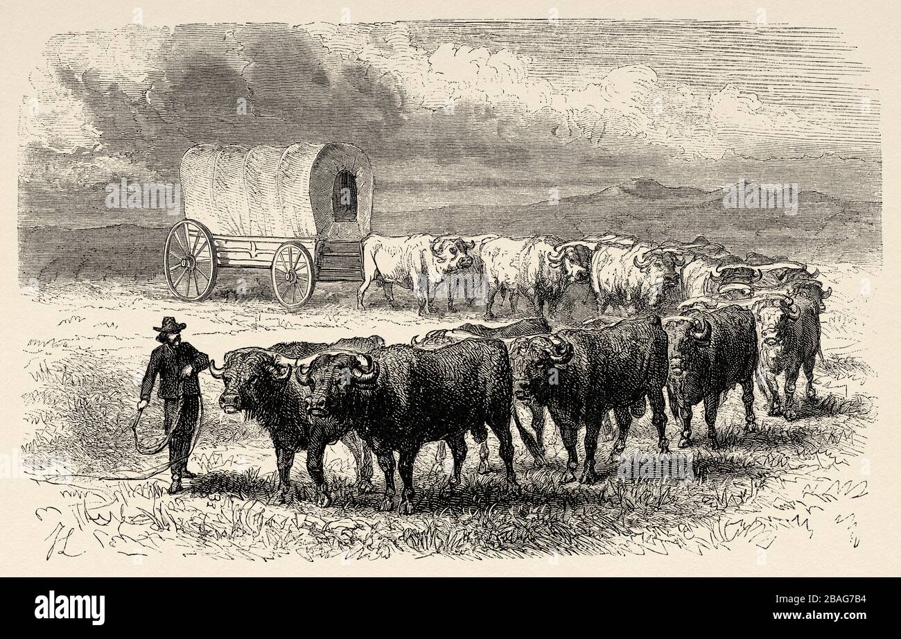 Cattleman on the Great Plains with his herd, United States of America. Journey to the American far west by Simonin 1867. Old engraving El Mundo en la Stock Photo