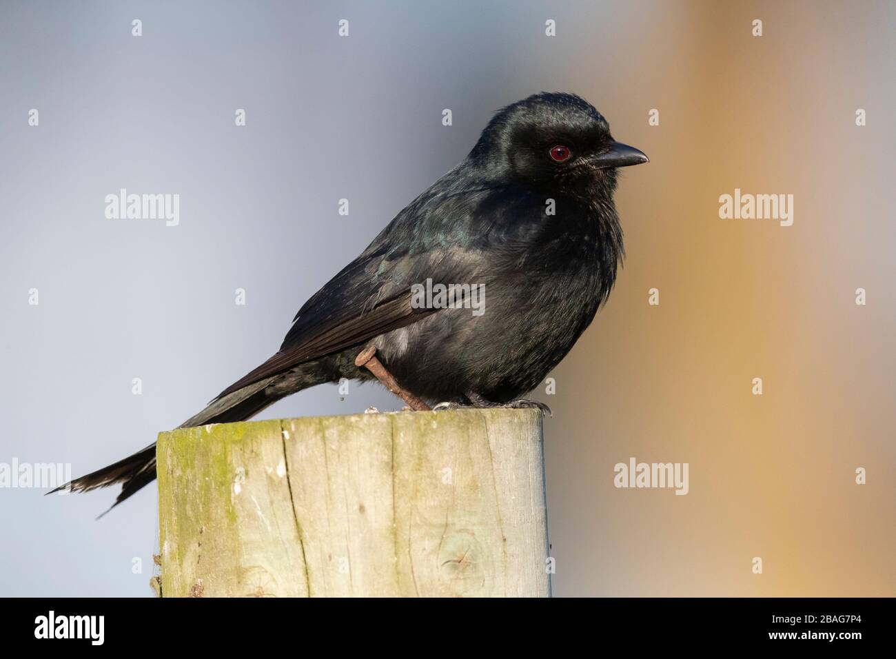 Fork-tailed Drongo (Dicrurus adsimilis), adult perched on a post, Western Cape, South Africa Stock Photo