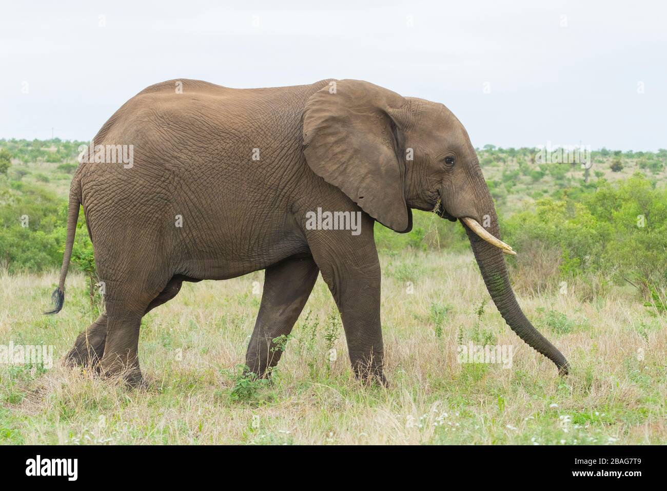 African Bush Elephant (Loxodonta africana), side view of an adult feeding on grass, Mpumalanga, South Africa Stock Photo