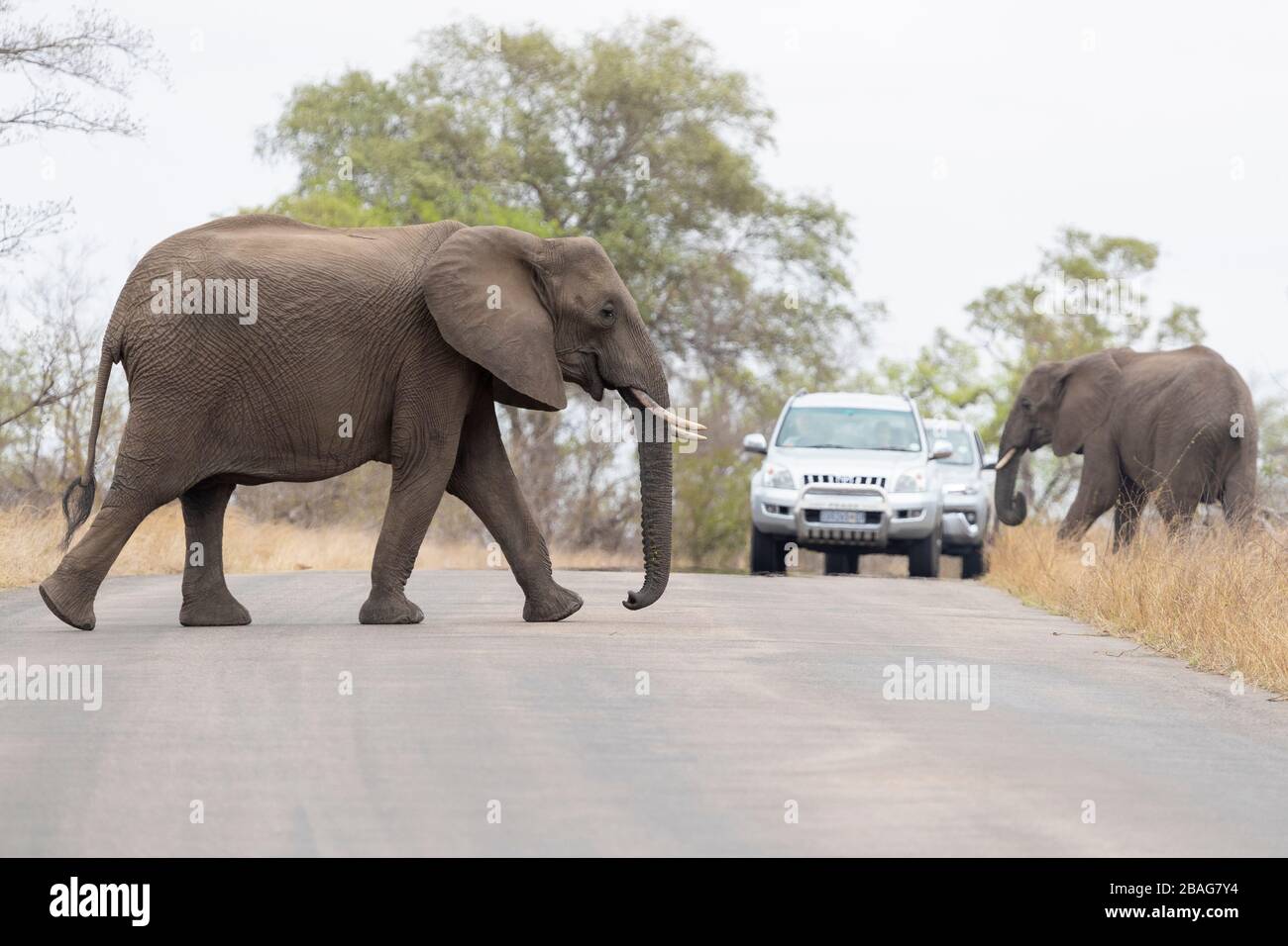 African Bush Elephant (Loxodonta africana), two individuals crossing a road, Mpumalanga, South Africa Stock Photo