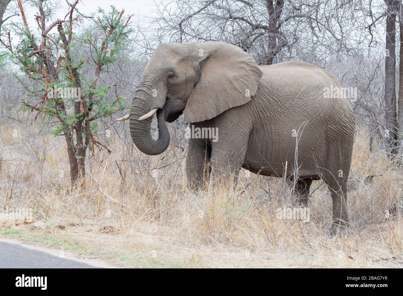 African Bush Elephant (Loxodonta africana), side view of an adult feeding on an Acacia bush, Mpumalanga, South Africa Stock Photo