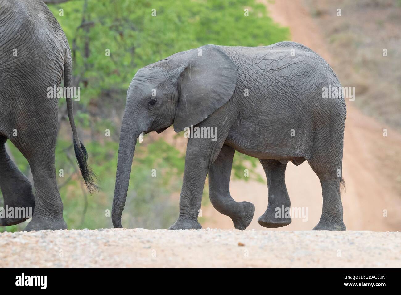African Bush Elephant (Loxodonta africana), a juvenile crossing a road, Mpumalanga, South Africa Stock Photo
