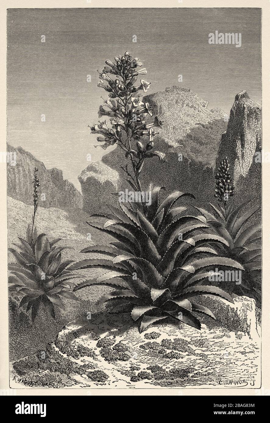 Aechmea Paniculata in Bloom, Peru. South America. Trip to the Valley of the Quinas by Paul Marcoy. Old engraving El Mundo en la Mano 1878 Stock Photo