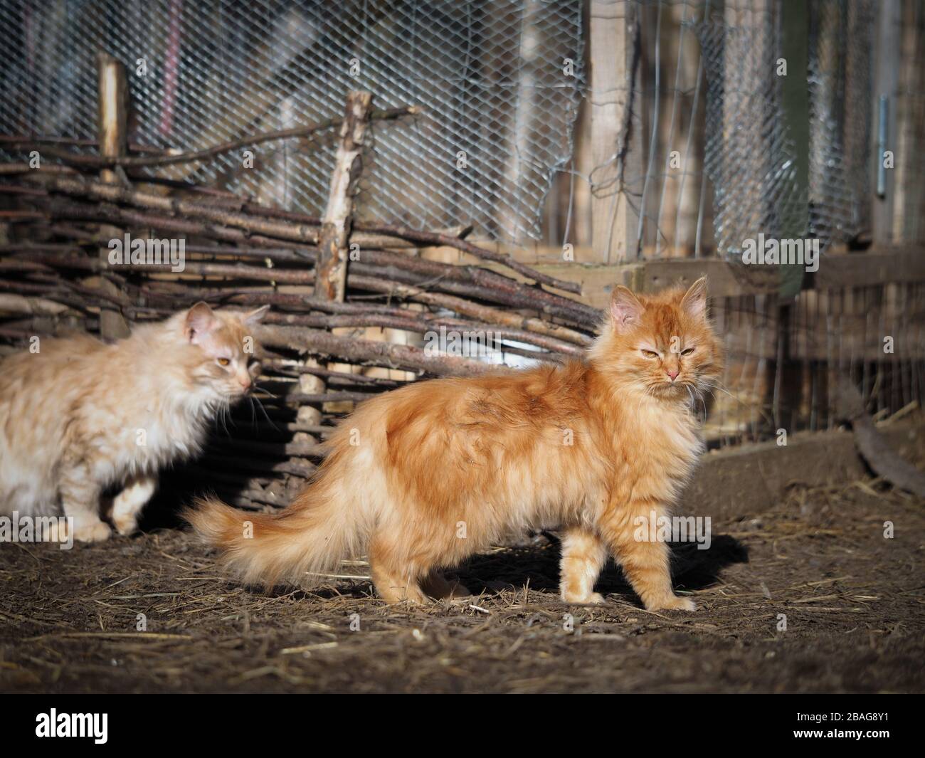 Red village cats on a walk. Portrait of cats Stock Photo - Alamy