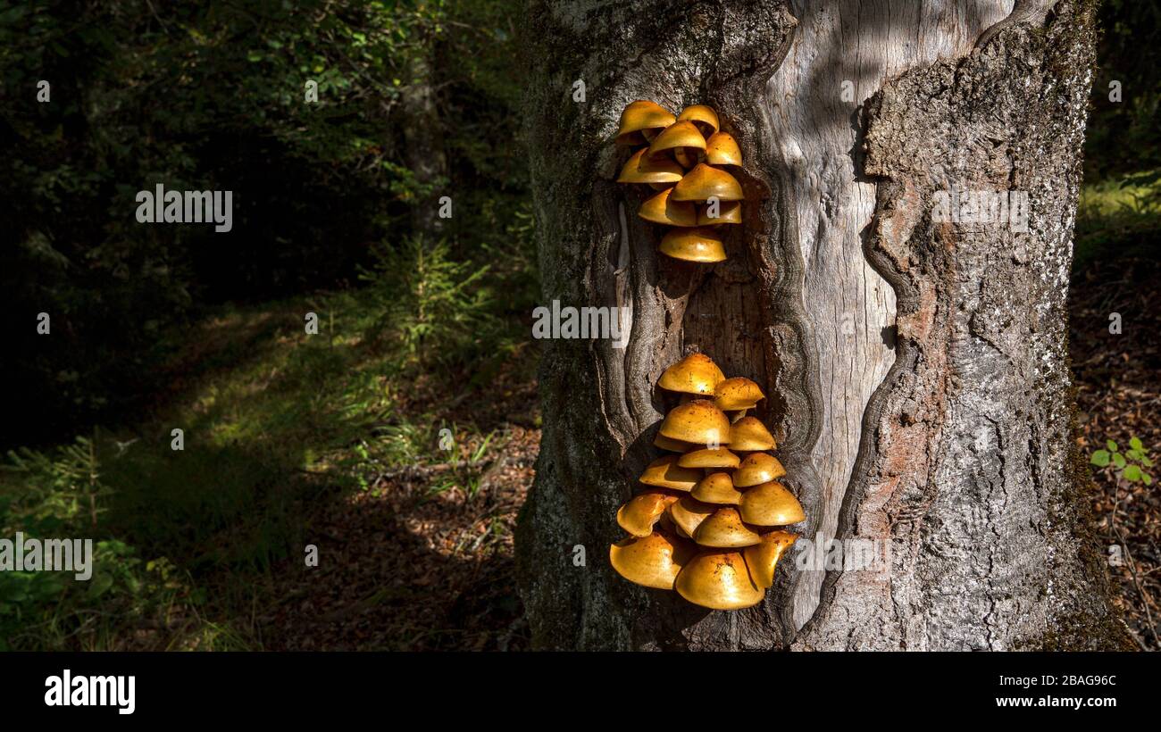 Tree fungi on a tree trunk in sunlight Stock Photo