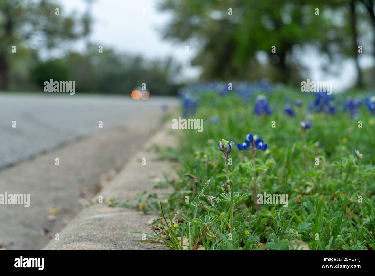 View of Growing on the Side of the Road at Day time Stock