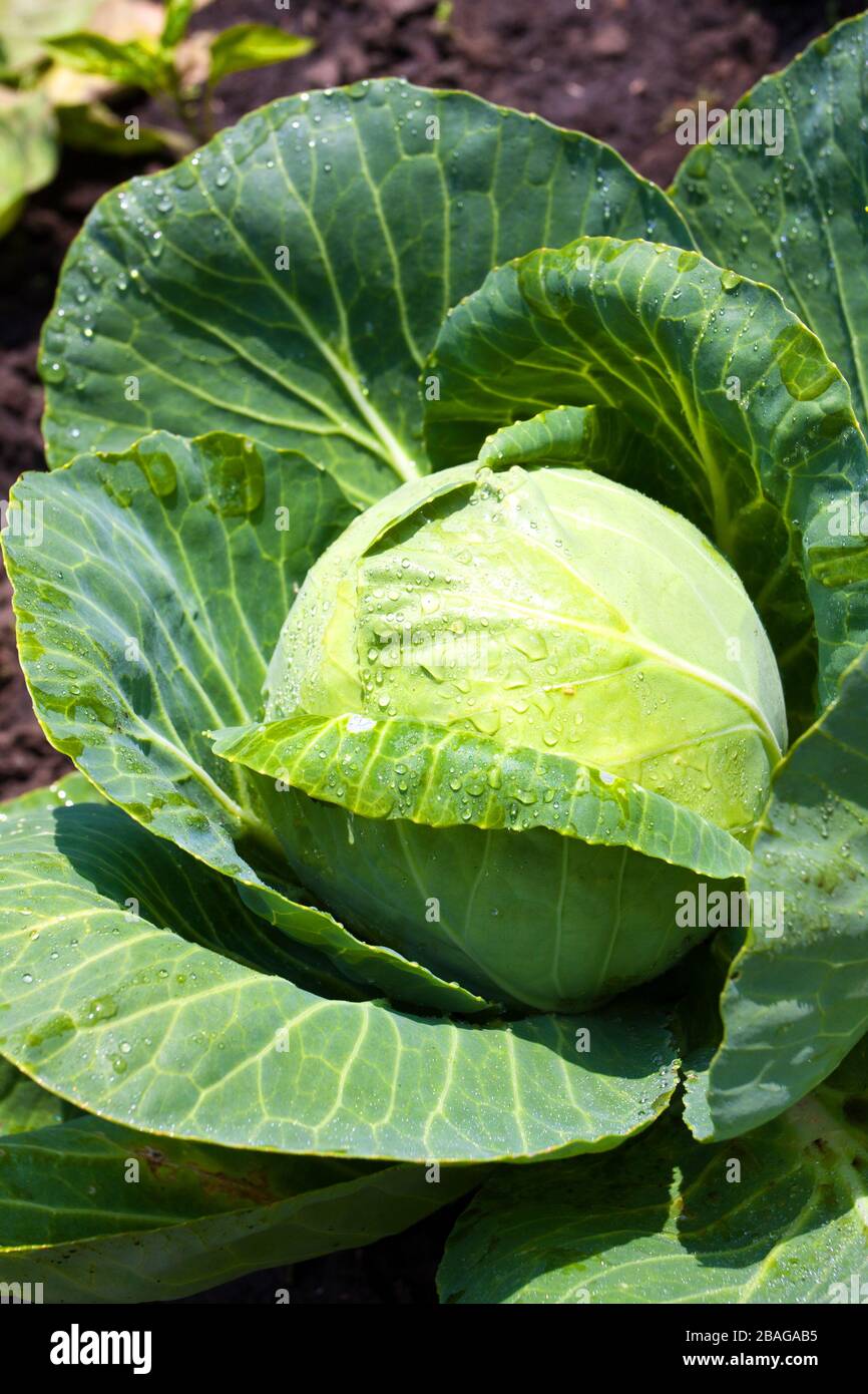 Cabbage bush hi-res stock photography and images - Alamy
