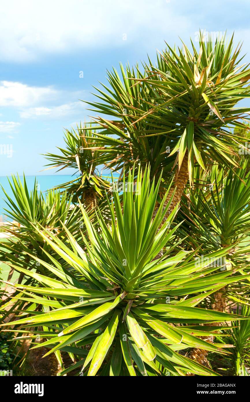 Overhanging palm tree leaves hi-res stock photography and images - Alamy