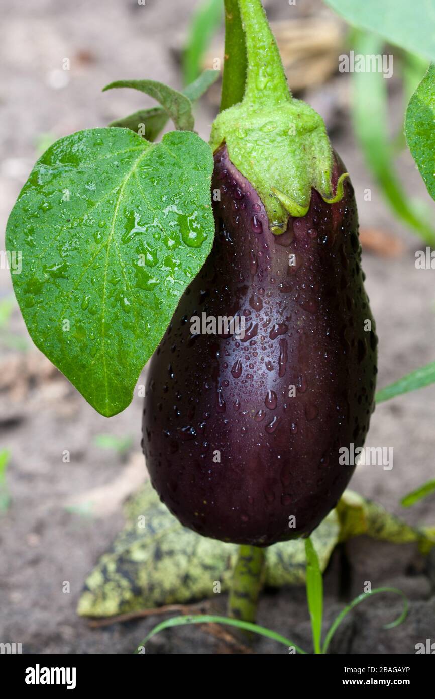 Fresh aubergine on vegetable garden Stock Photo