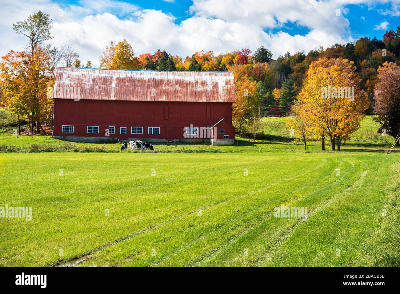 Red wooden barn at the far end of a field with colourful autumnal trees in background and blue sky. A herd of caow is grazing near the barn. Stock Photo