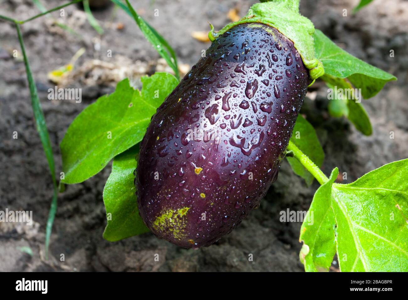 Fresh aubergine with water drops on surface Stock Photo