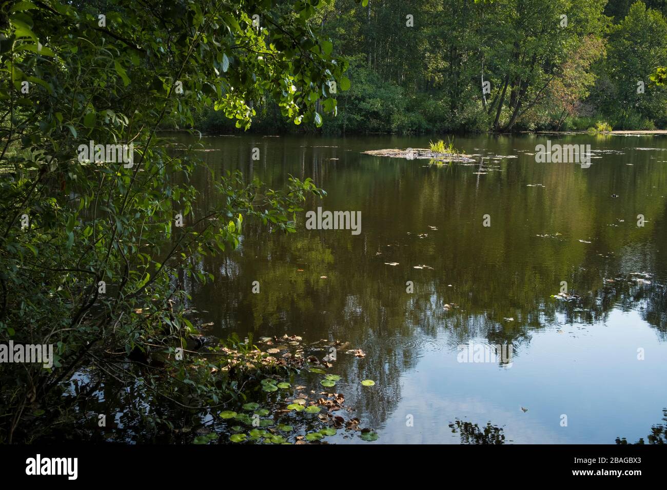 Pond surrounded by vegetation. Nemunas Delta. Lithuania. Stock Photo
