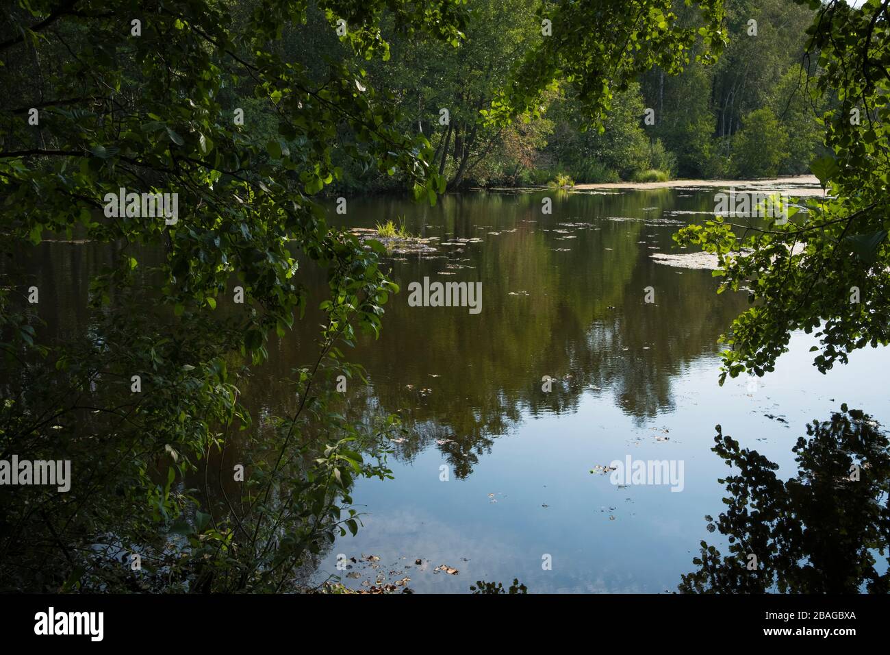 Pond surrounded by vegetation. Nemunas Delta. Lithuania. Stock Photo