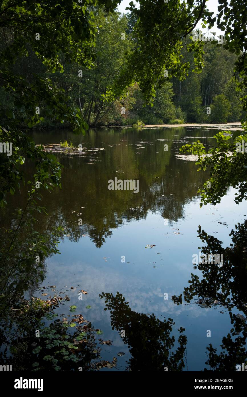 Pond surrounded by vegetation. Nemunas Delta. Lithuania. Stock Photo