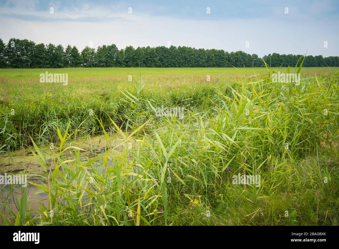 Meadows, canals and riverine forest at nemunas Delta. Lithuania. Stock Photo