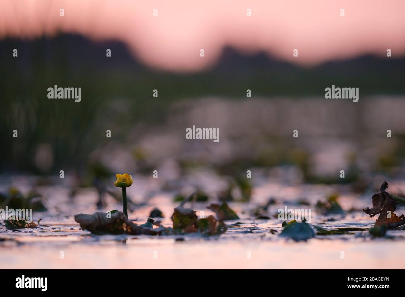 Aquatic vegetation at dusk. Nemunas Delta. Lithuania. Stock Photo