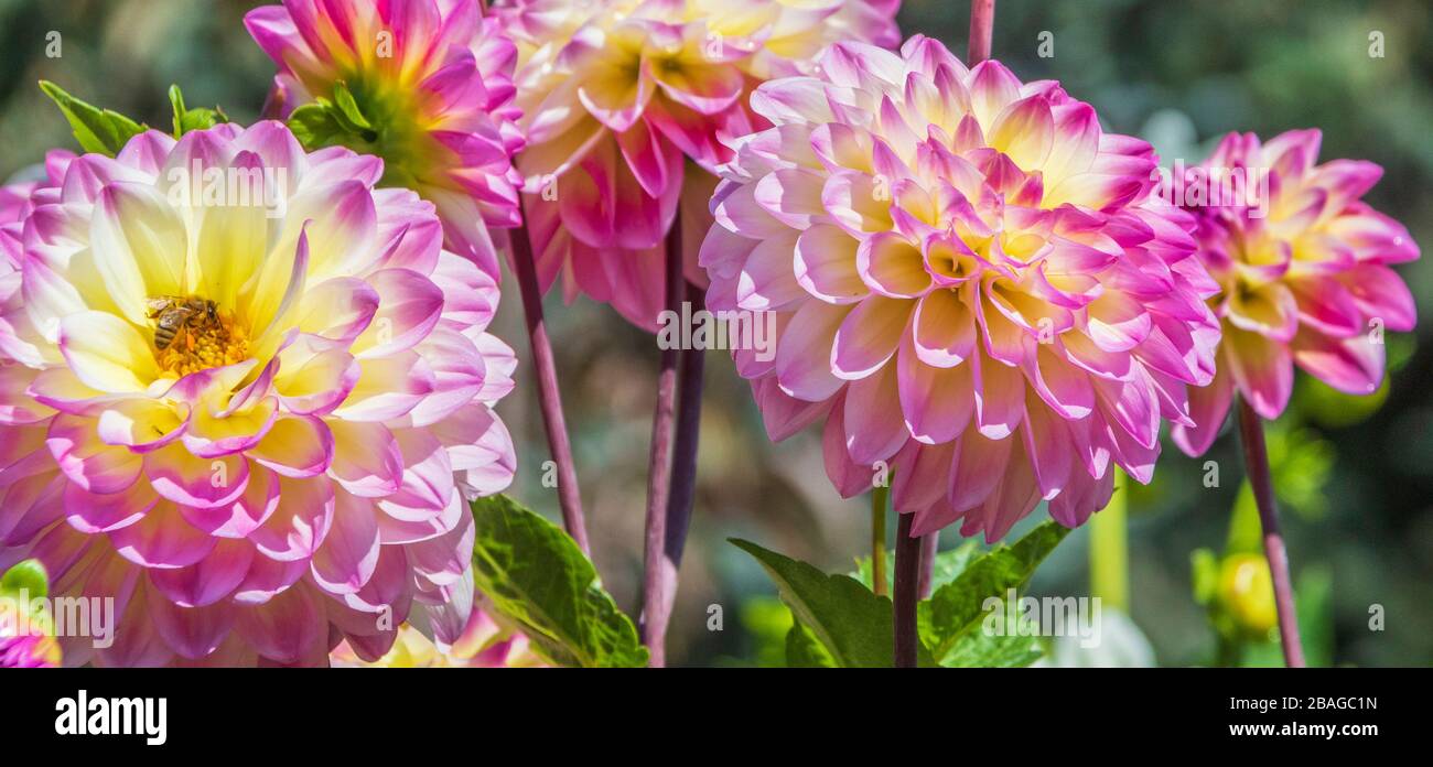 Dahlia in Butchart Gardens, Victoria, British Columbia, Canada. Stock Photo