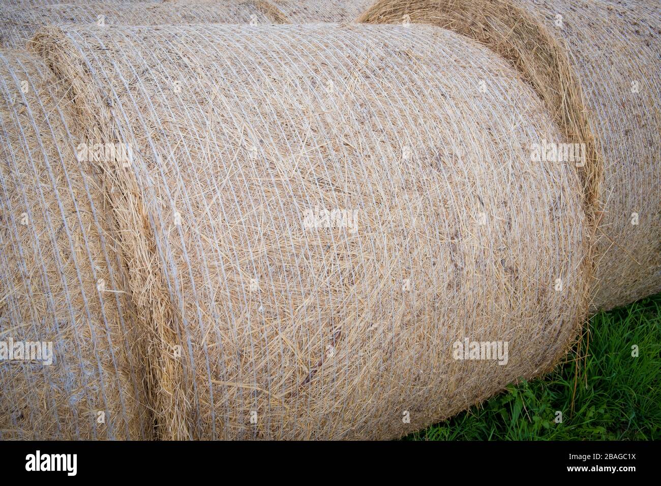 Round straw bales in a field. Nemunas Delta. Lithuania. Stock Photo