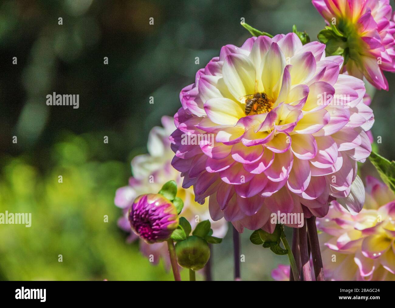 Dahlia in Butchart Gardens, Victoria, British Columbia, Canada. Stock Photo