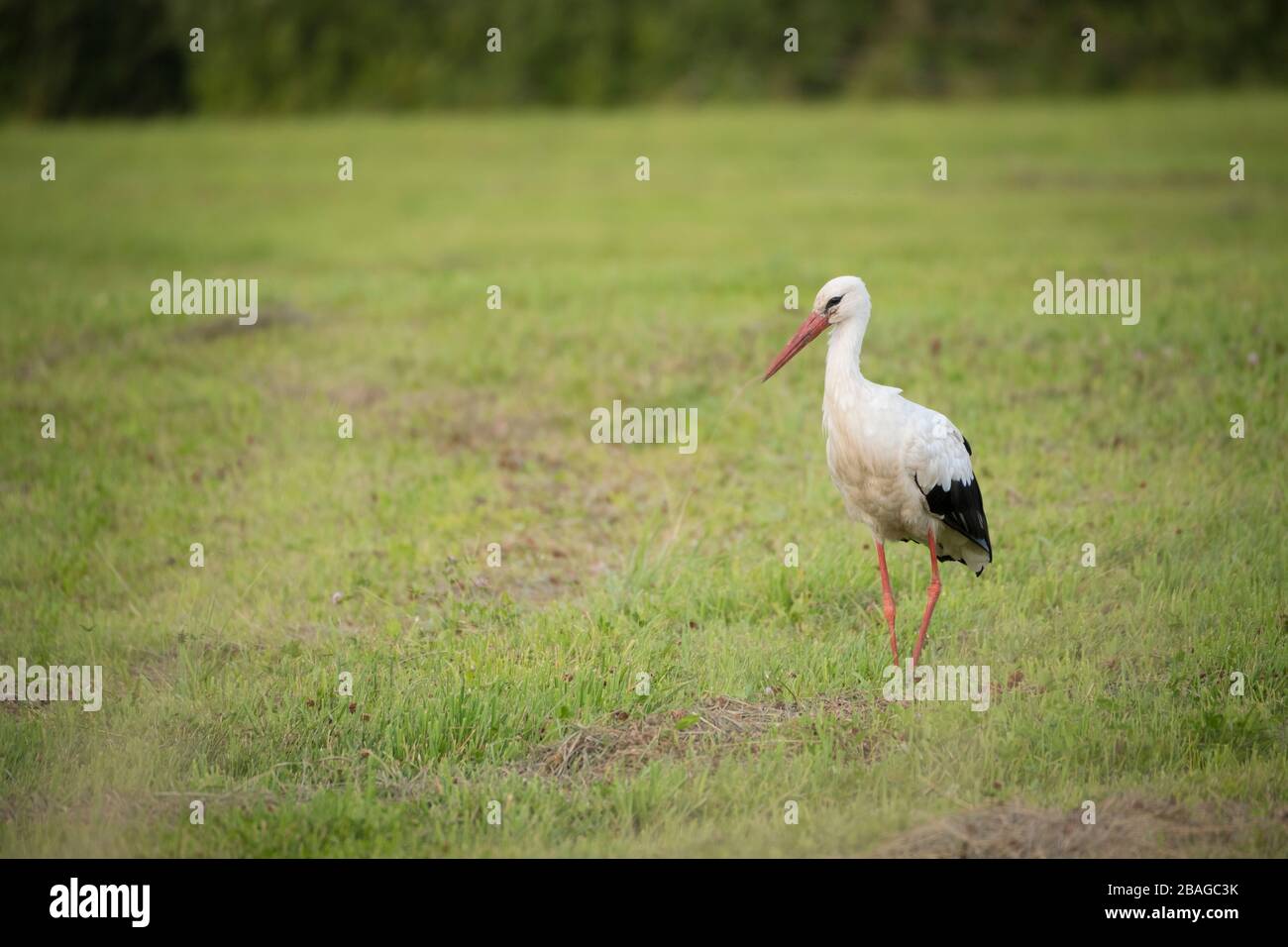 White Stork (Ciconia ciconia), adult in a field. Nemunas Delta. Lithuania. Stock Photo
