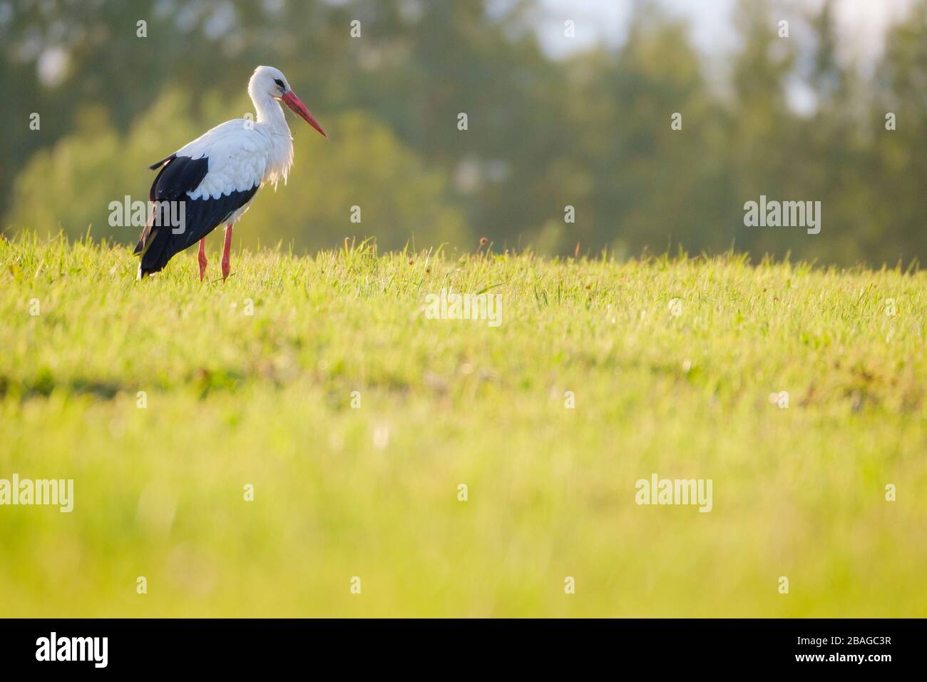 White Stork (Ciconia ciconia), adult in summer meadow. Nemunas Delta. Lithuania. Stock Photo