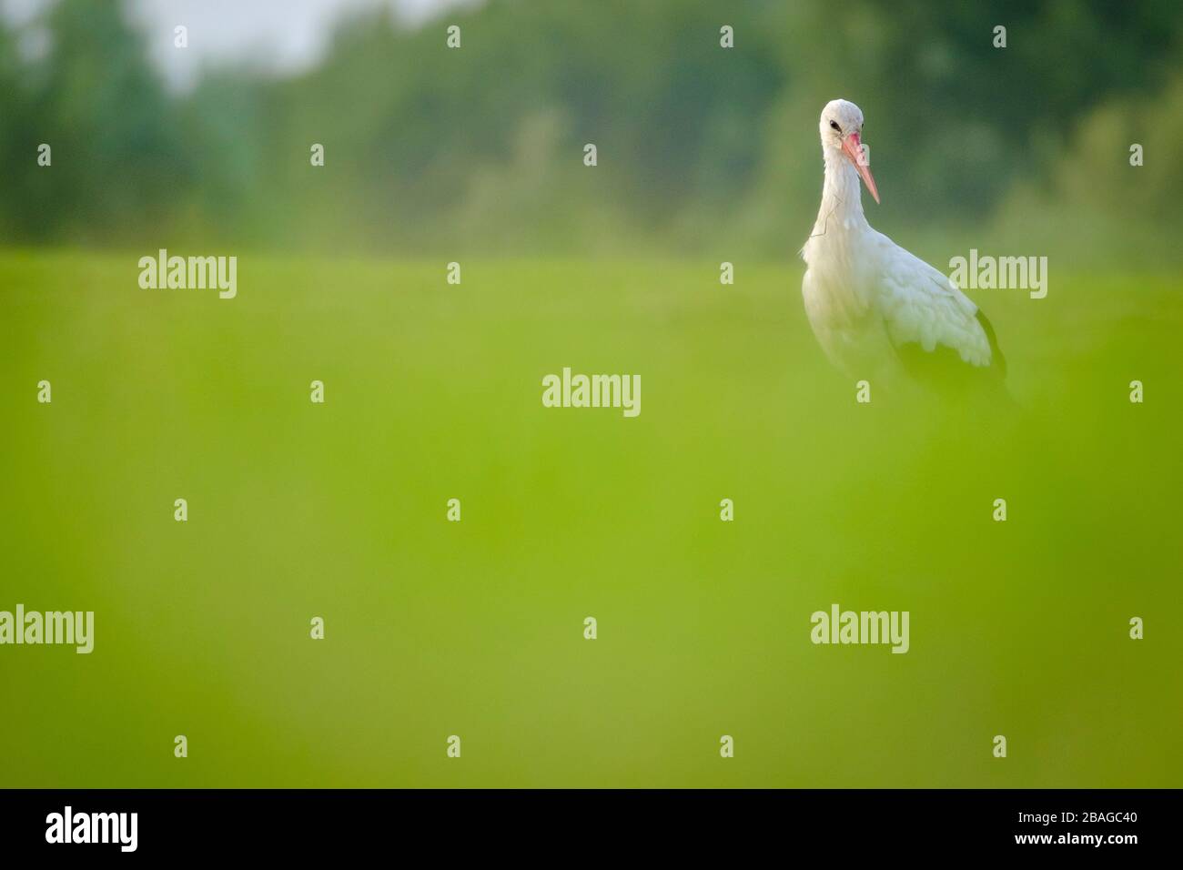 White Stork (Ciconia ciconia), adult in summer meadow. Nemunas Delta. Lithuania. Stock Photo