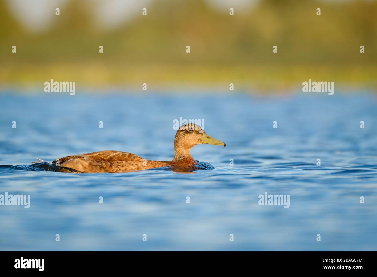 Mallard (Anas platyrhynchos) male in eclipse plumage. Nemunas Delta
