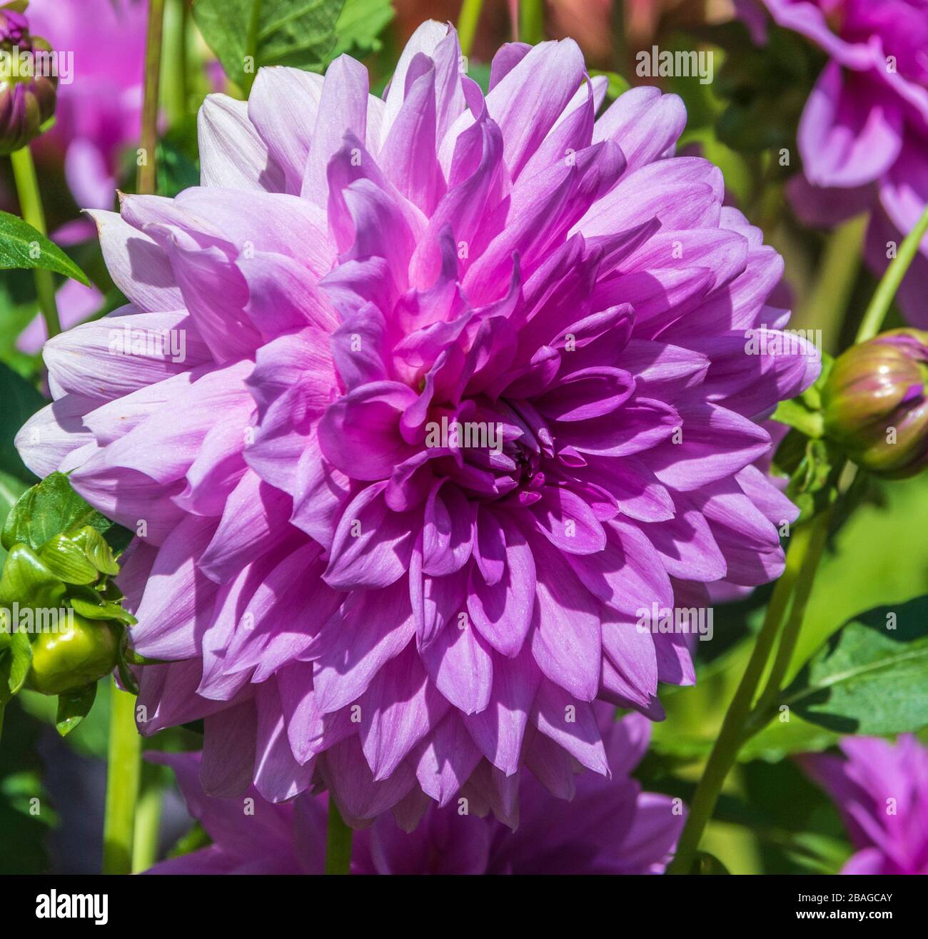 Dinnerplate Dahlia High Resolution Stock Photography and Images - Alamy