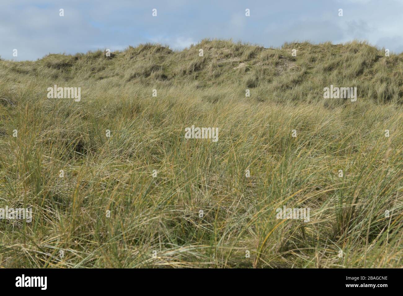 Maram Grass on sunny day with blue sky and white clouds, Jersey, Channel Islands. Stock Photo