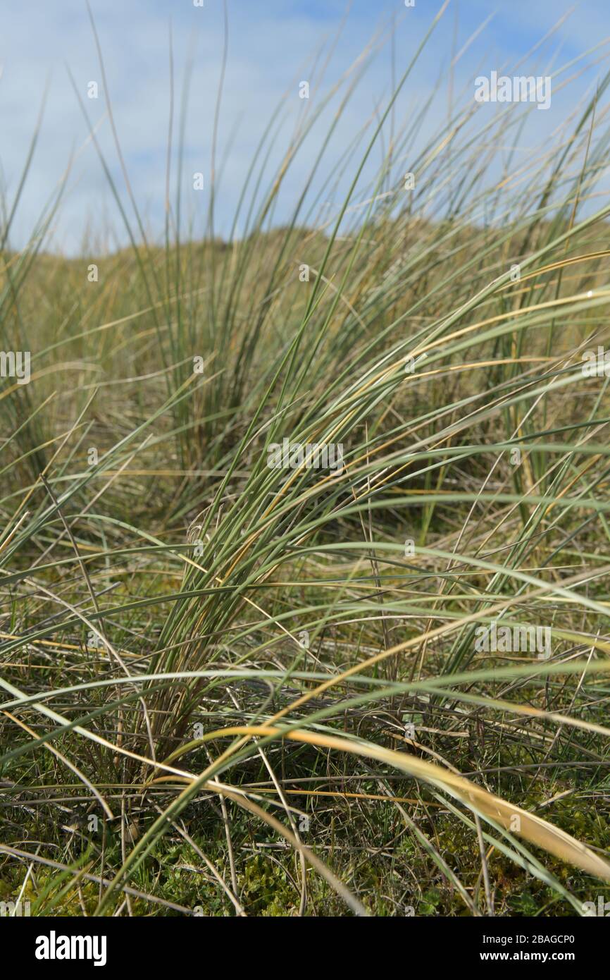 Maram Grass on sunny day with blue sky and white clouds, Jersey, Channel Islands. Stock Photo