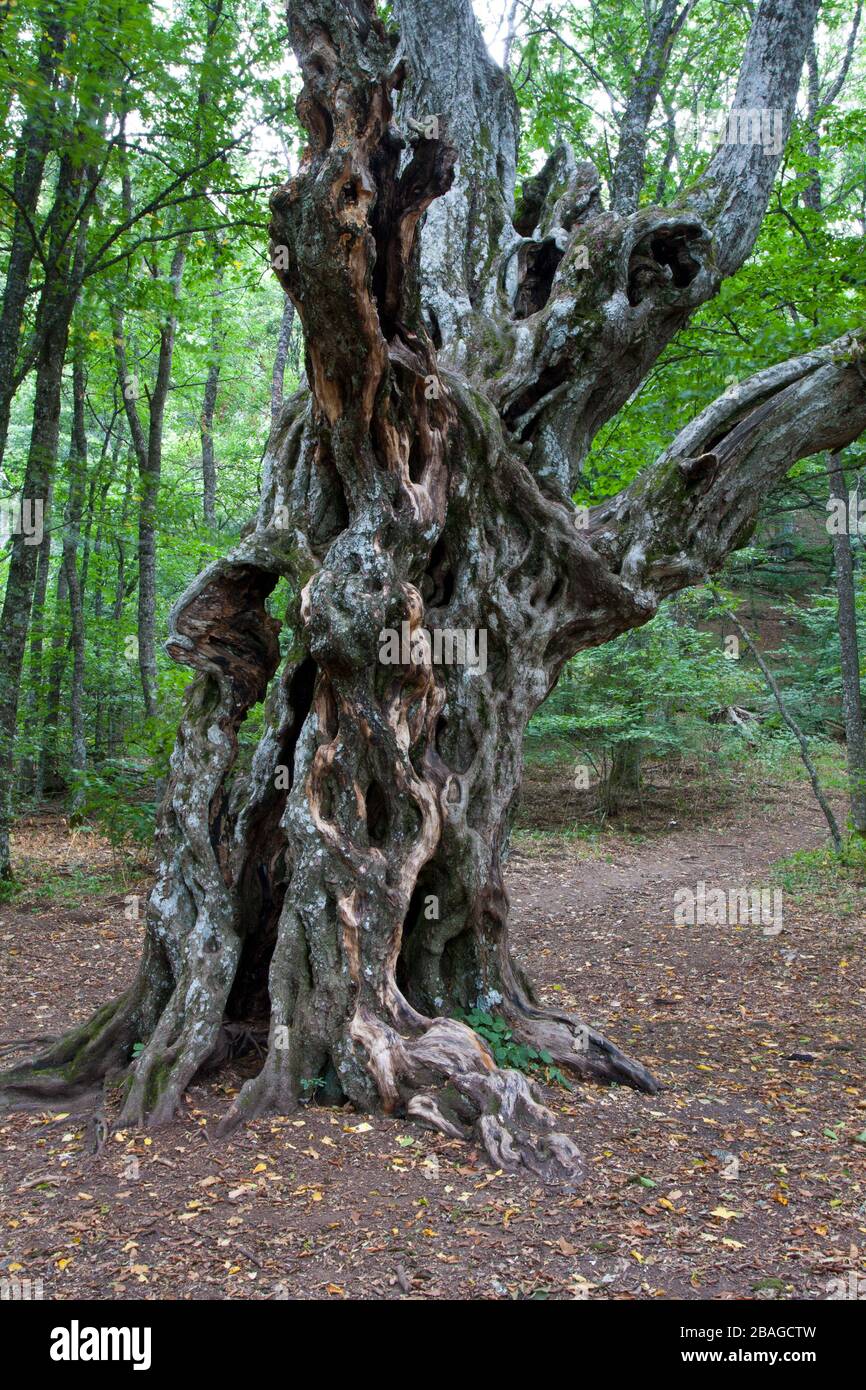 Old beech tree in autumn hi-res stock photography and images - Alamy