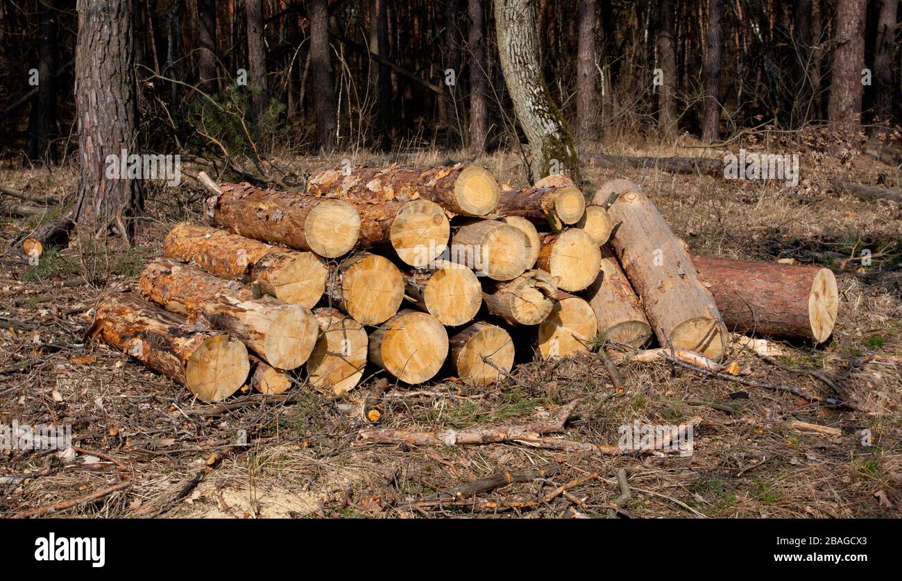 firewood store im pine forest Stock Photo