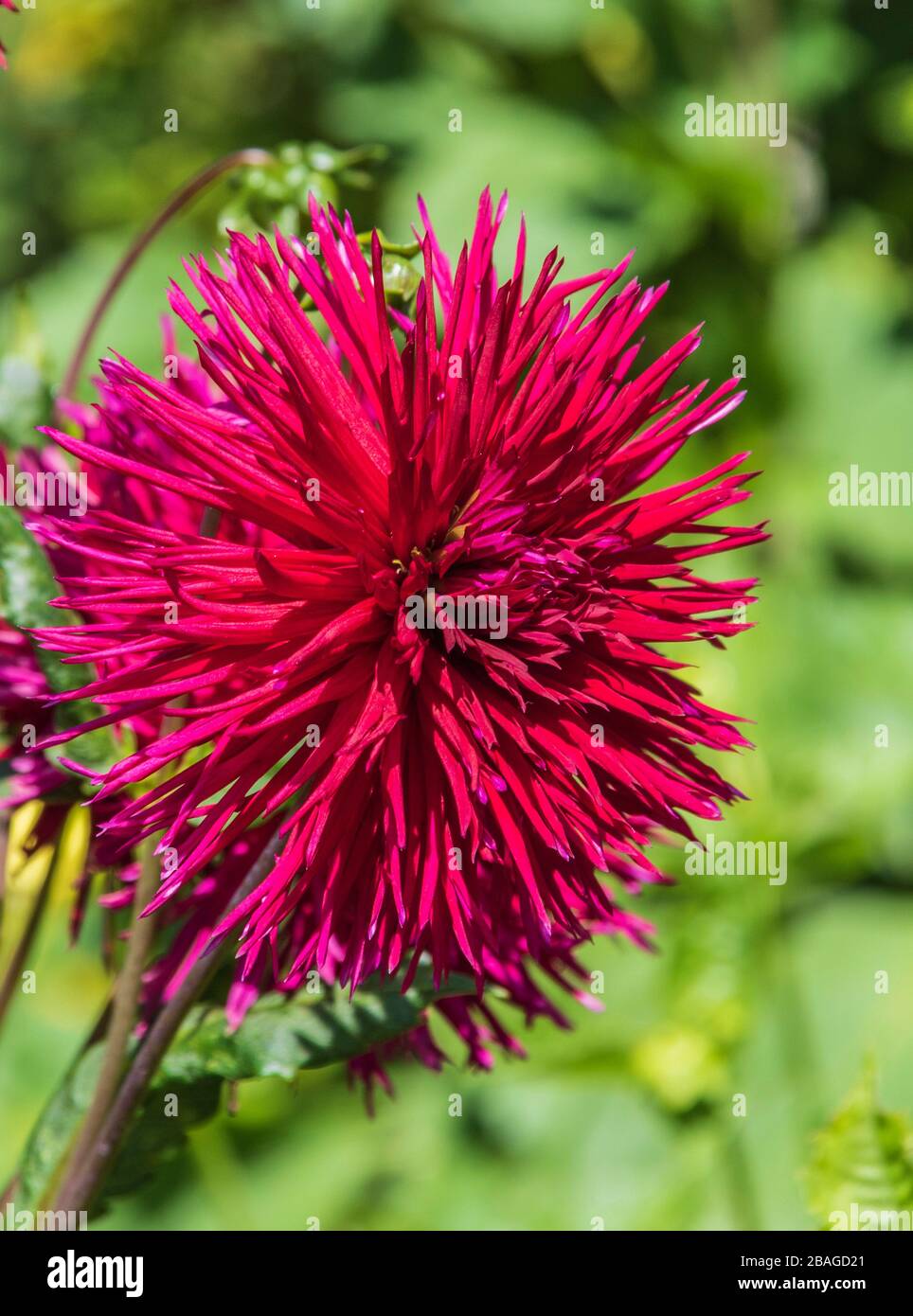 Dahlia in Butchart Gardens, Victoria, British Columbia, Canada. Stock Photo