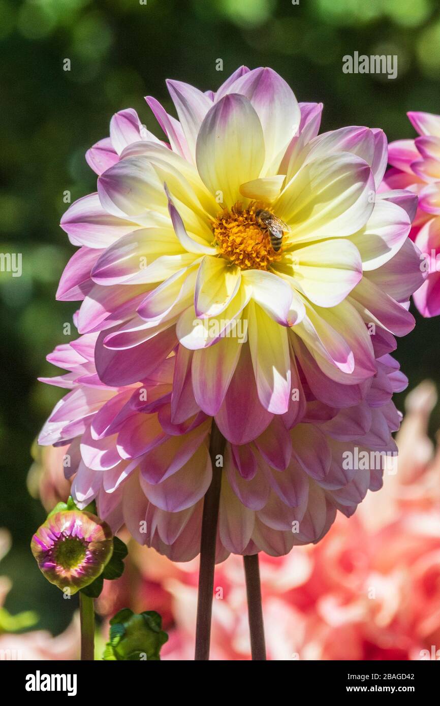 Group 14 Peony Flowered Dahlias High Resolution Stock Photography and ...