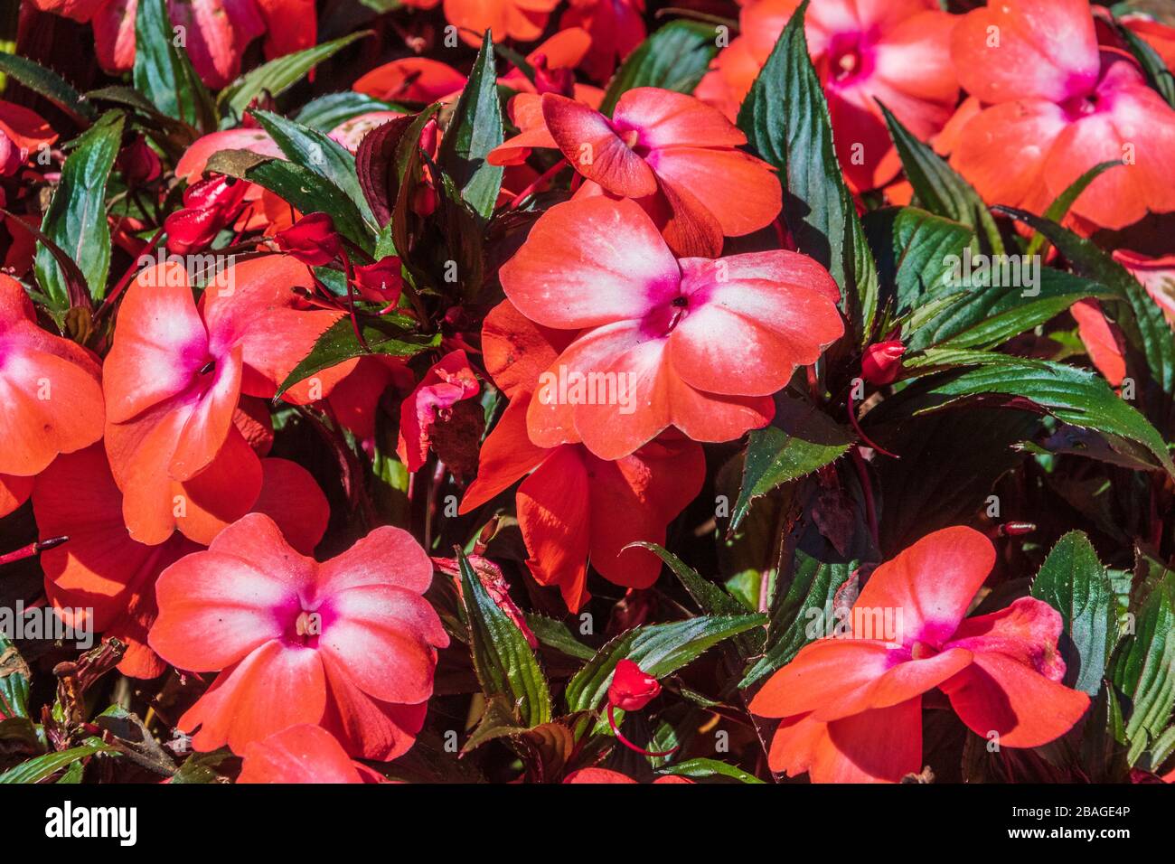 Impatiens blooming in Butchart Gardens, Victoria, Vancouver Island, British Columbia, Canada. Stock Photo