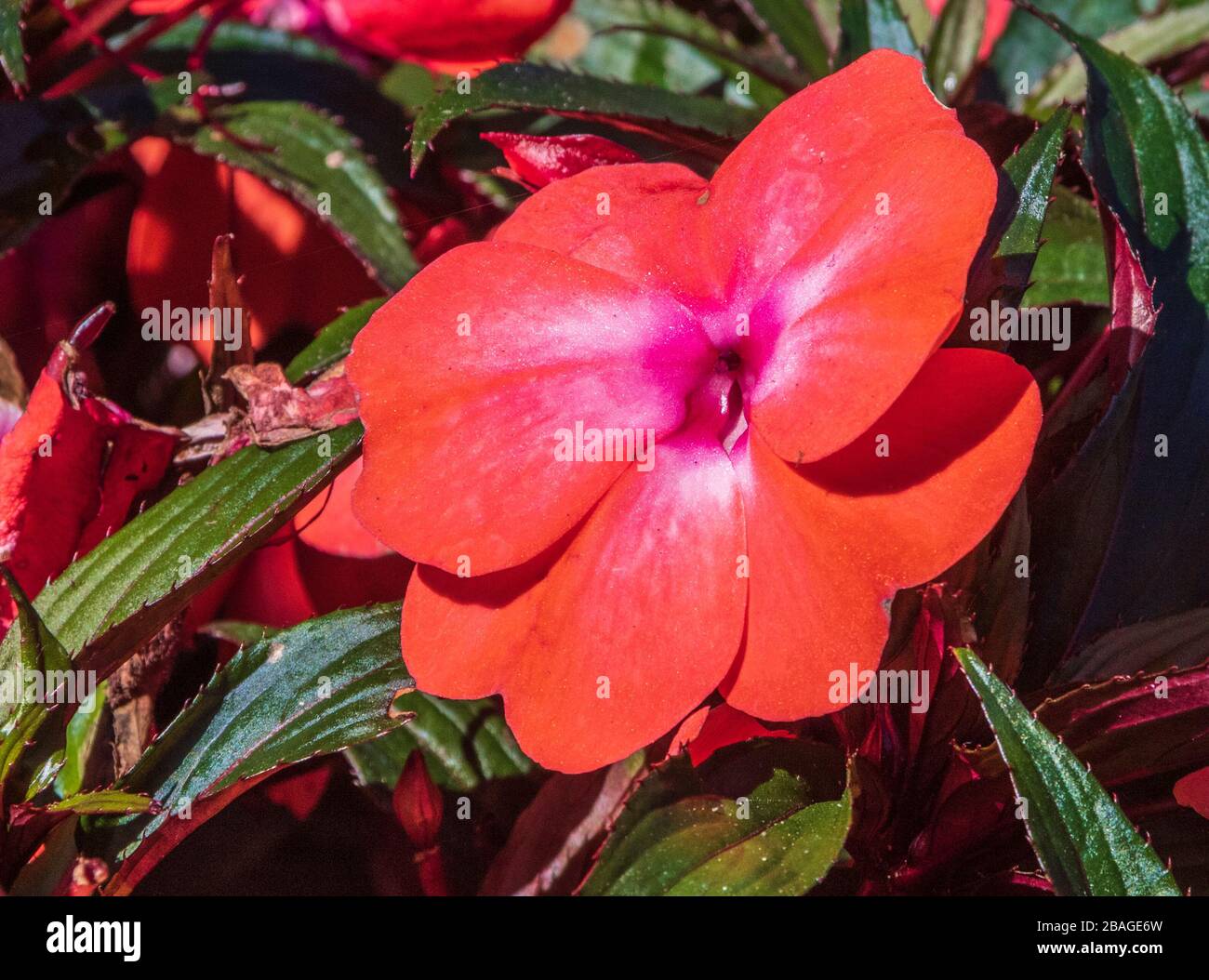 Impatiens blooming in Butchart Gardens, Victoria, Vancouver Island, British Columbia, Canada. Stock Photo