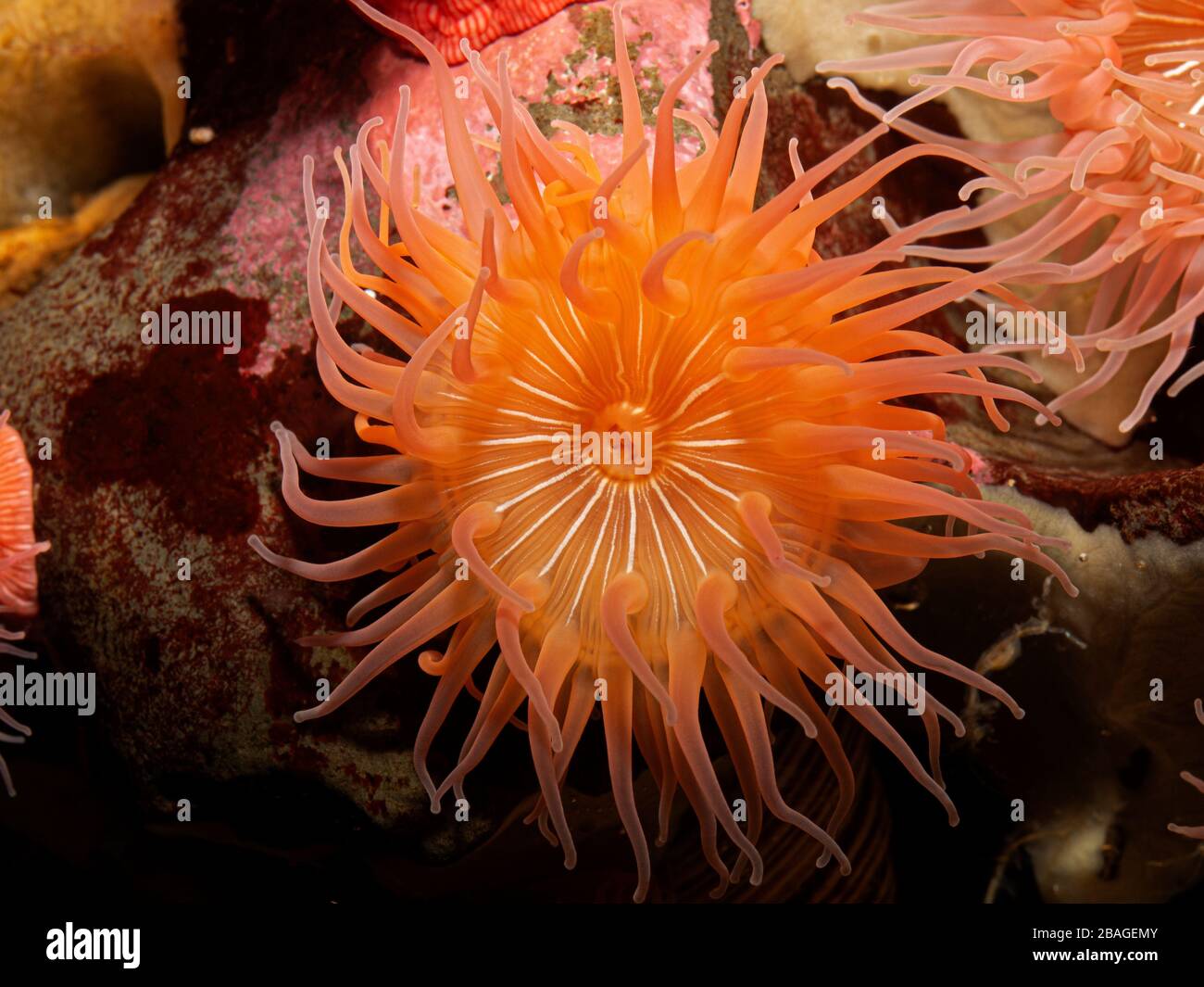 Colourful red and pink brooding sea anemone (Epiactis prolifera) from shallow marine waters of British Columbia, close-up of the oral disk and mouth Stock Photo