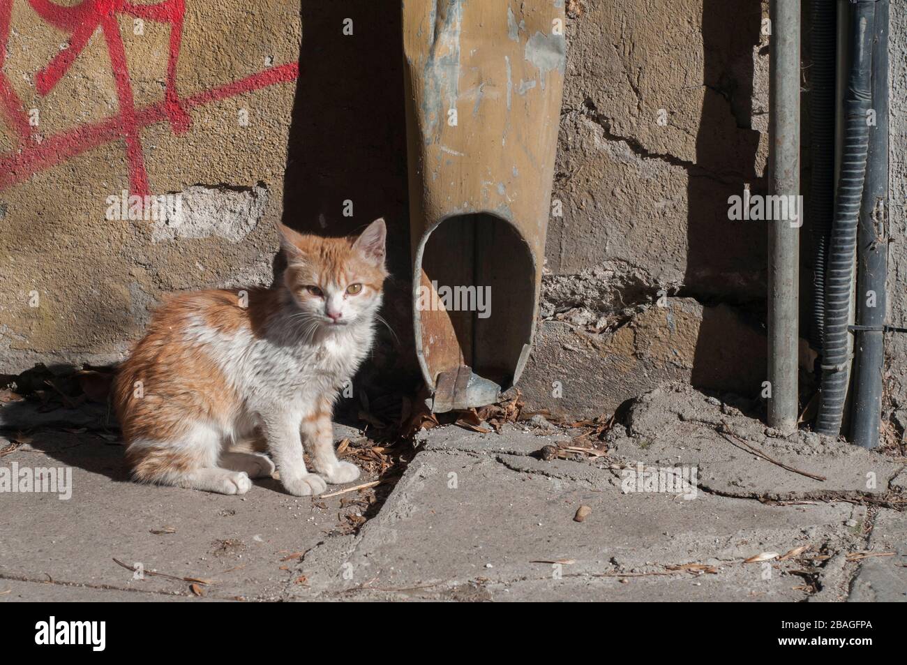 Adorable street kitten closeup in sunny day Stock Photo - Alamy