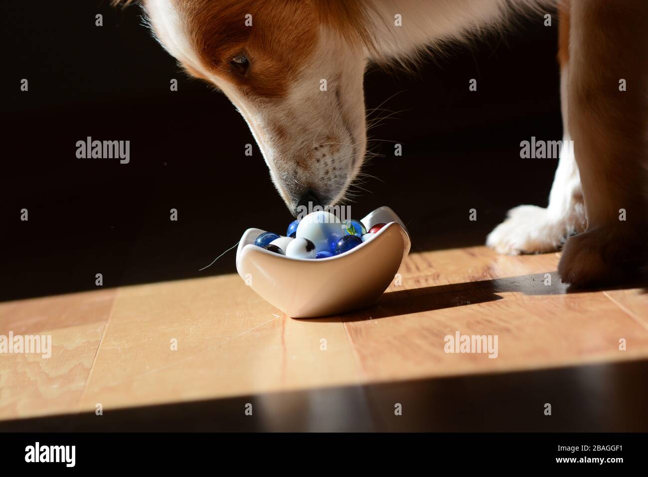 A puppy sniffs a cup of old-fashioned glass marbles on a wooden floor. Sunshine and shadow. Humor Stock Photo