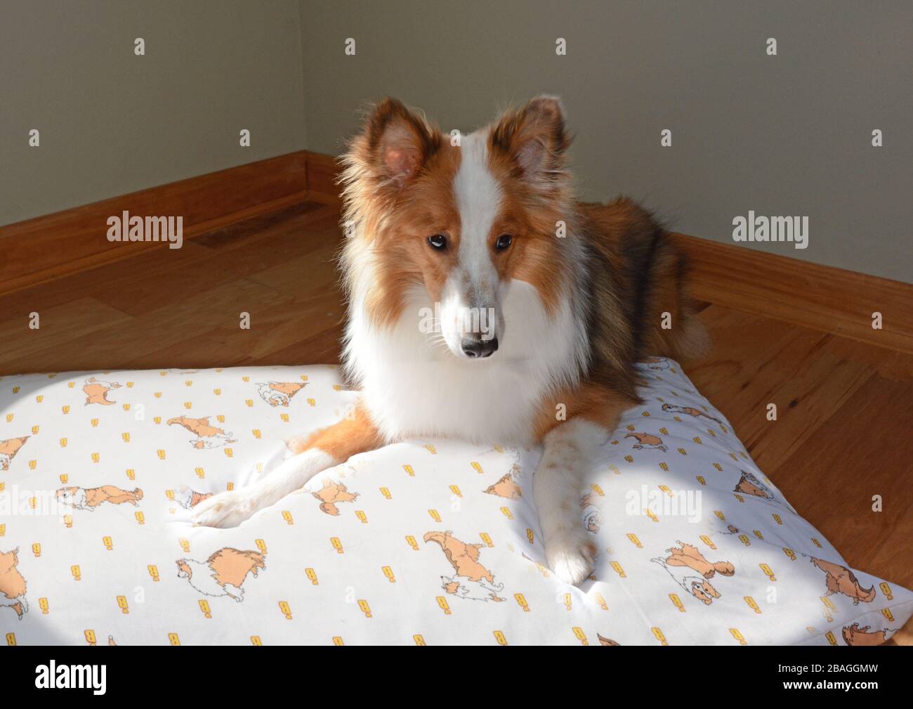 A sable Shetland Sheepdog (sheltie) laying on a pillow in a sunny spot. Stock Photo