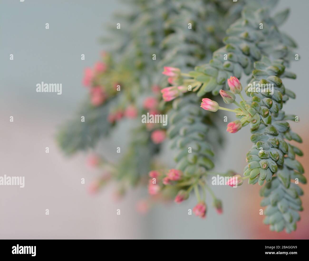 Close-up of Sedum Morganianum (Burro's Tail) in rare bloom. Pink flowers. Blurred background. Stock Photo