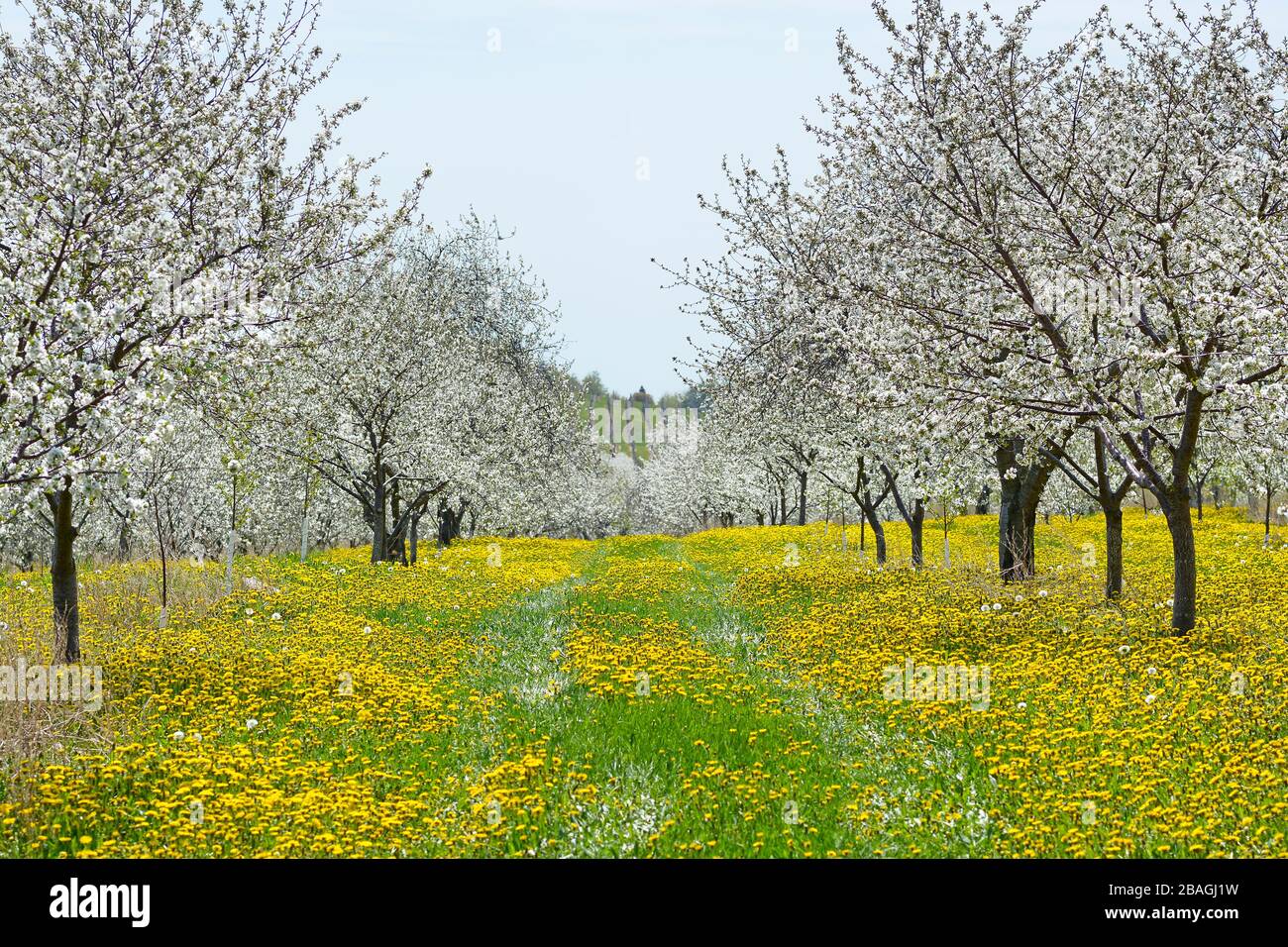 Cherry trees in bloom. White blossoms, Spring. Yellow dandelions in the grass. Traverse City, Michigan. Stock Photo