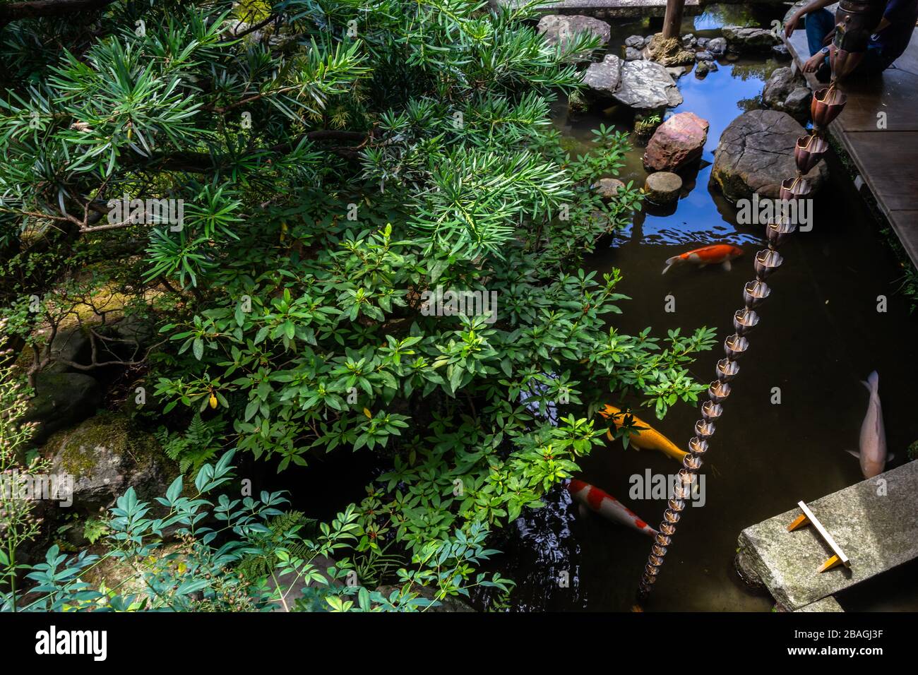 The small pond with colorful carps at Nomura Samurai house garden in Kanazawa, Japan Stock Photo
