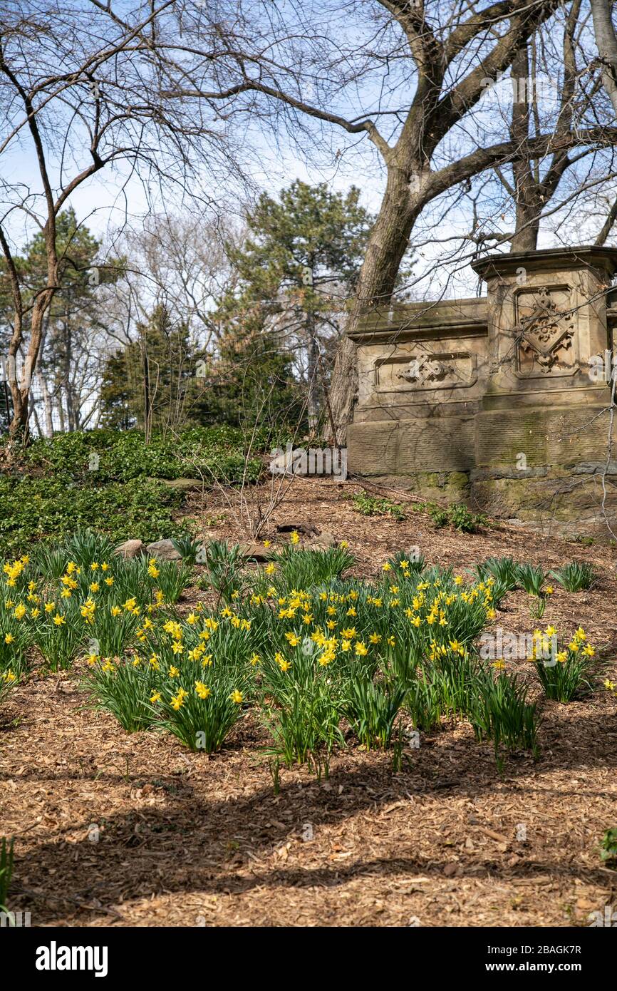 Daffodils in Central Park, New York City Stock Photo Alamy