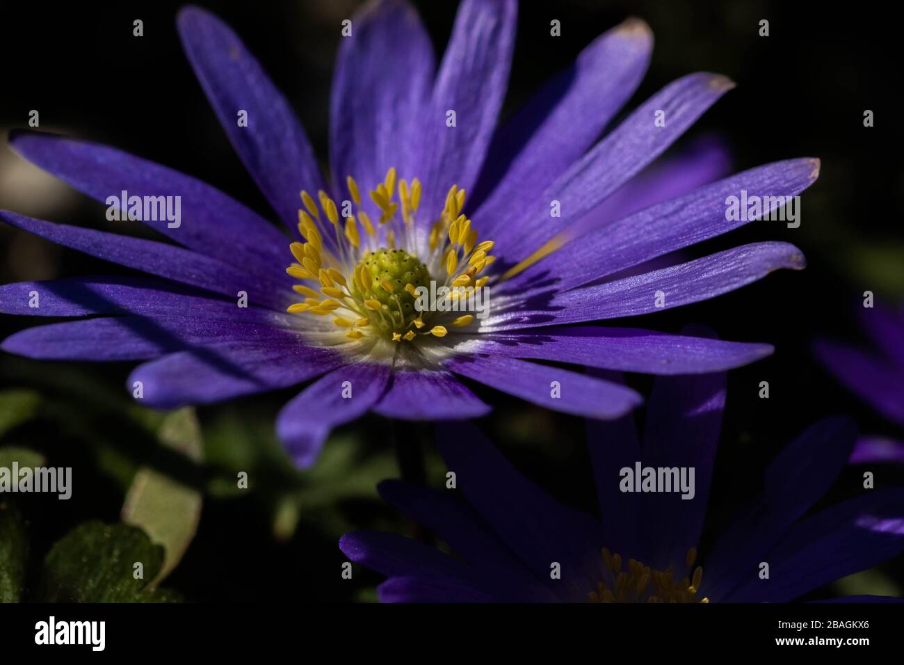 Anemone Blanda close up. Stock Photo