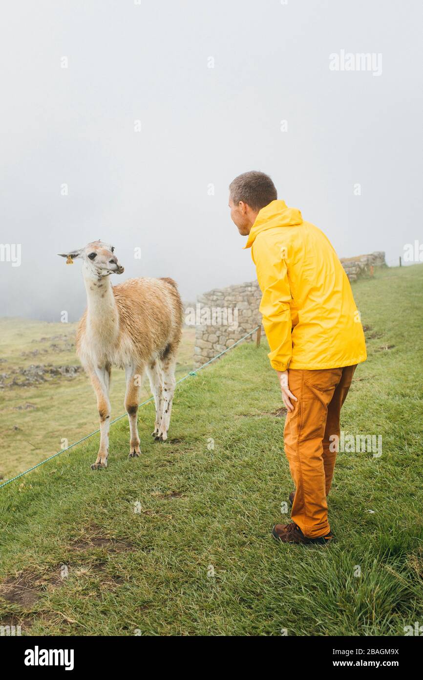 A man in a yellow jacket is standing near a llama,  Machu Picchu, Peru Stock Photo