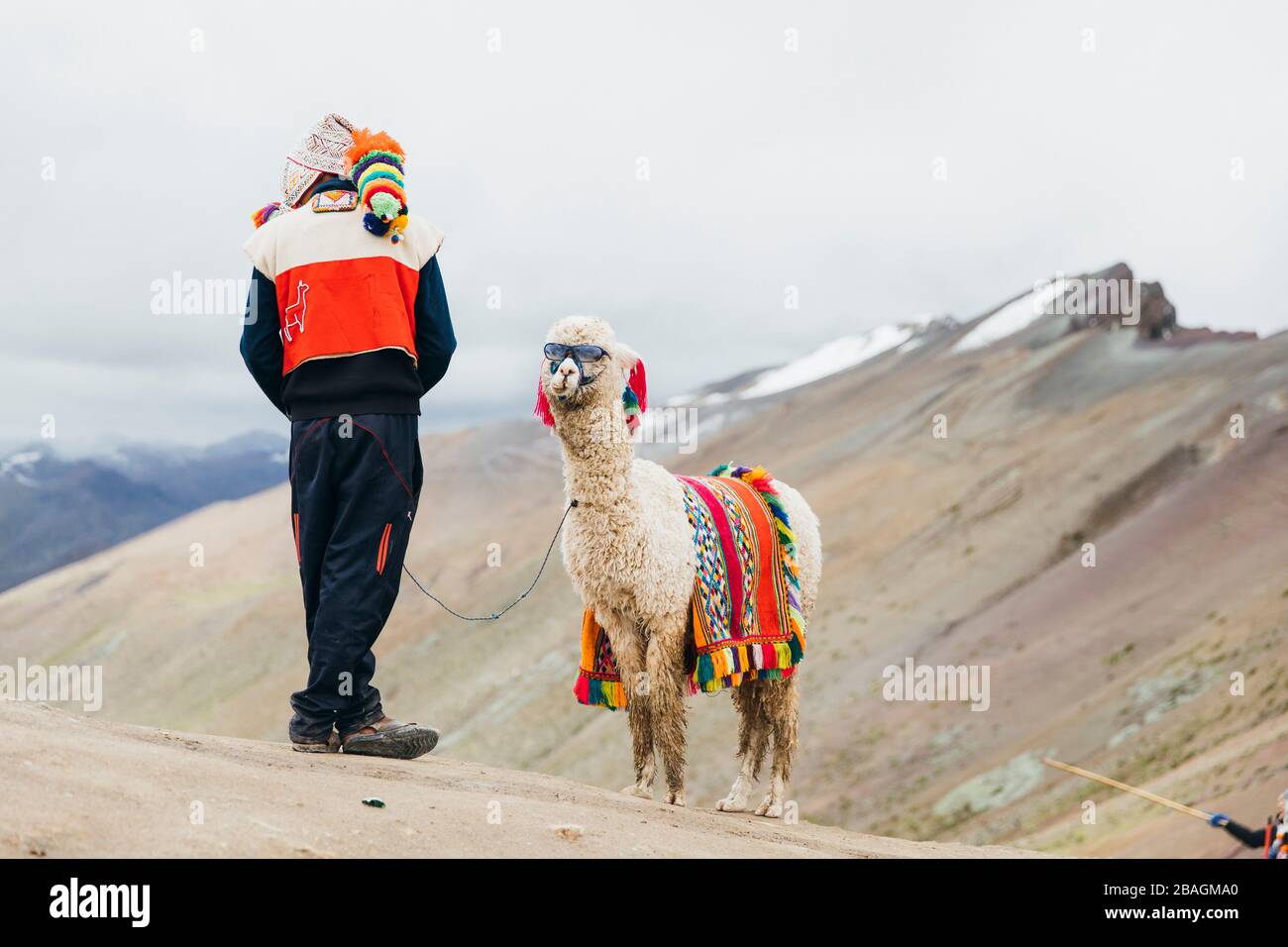 A local Peruvian man is standing near a llama with sunglasses in Peru Stock Photo