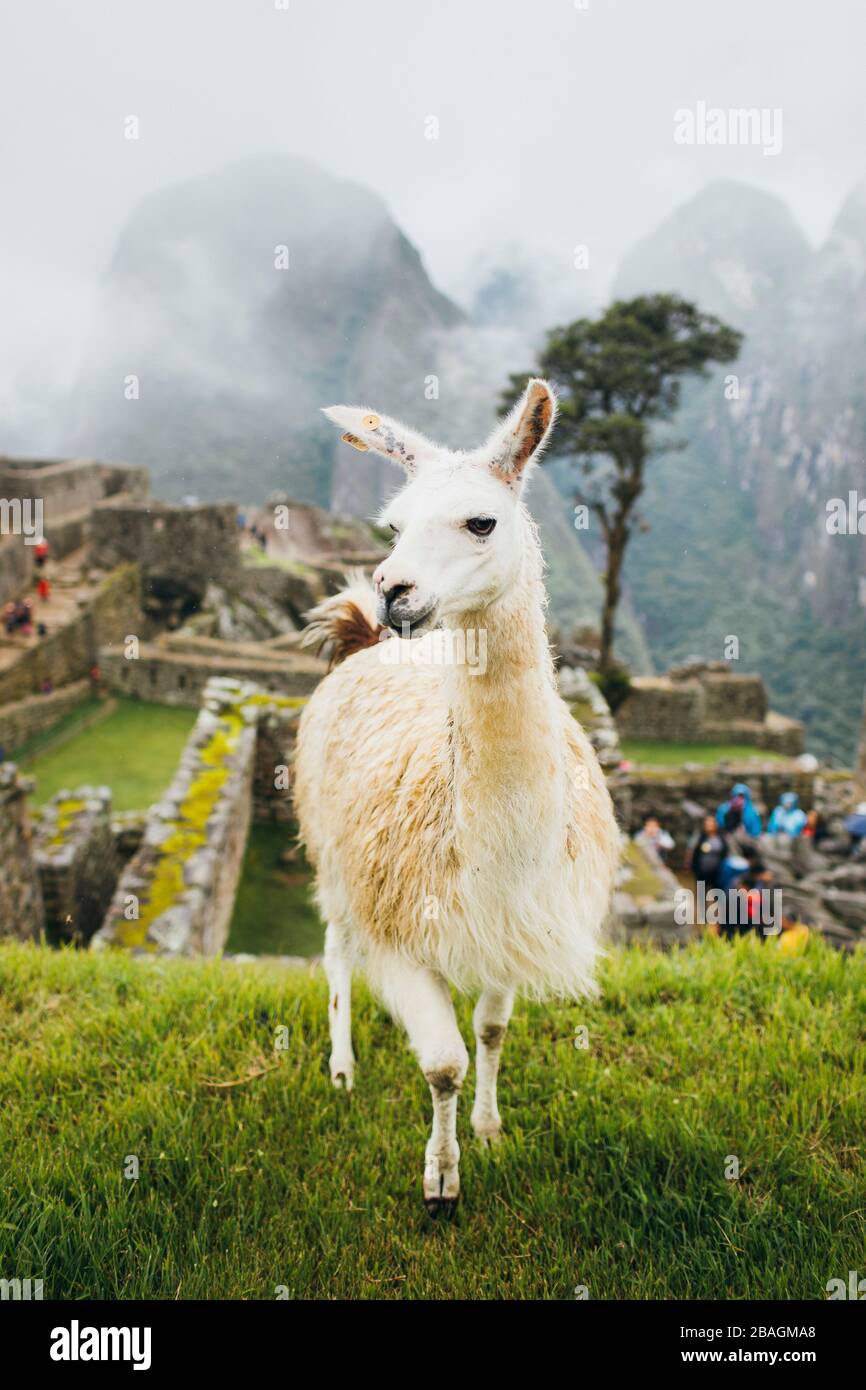White llama is standing near Machu Picchu in Peru Stock Photo