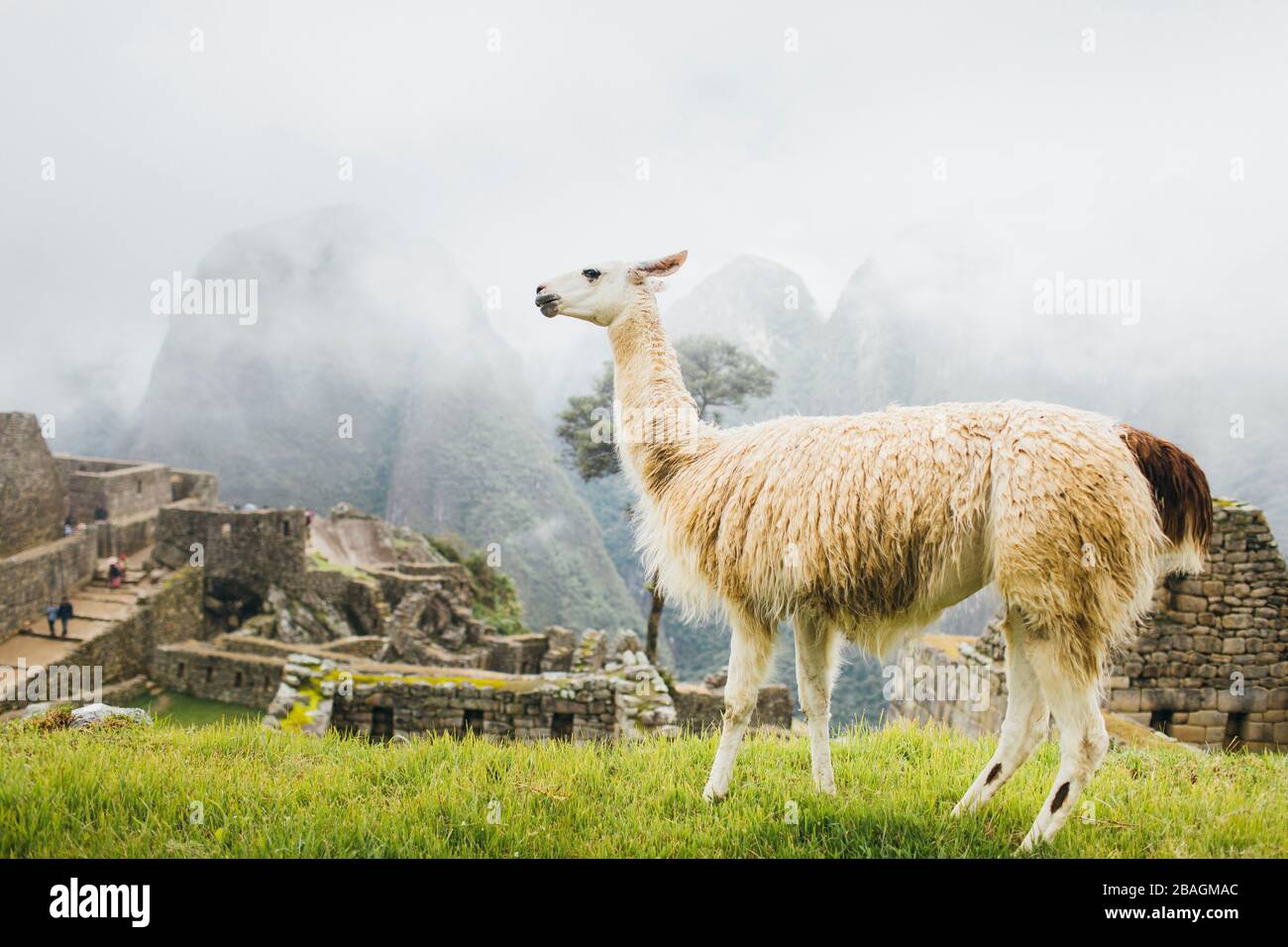 White llama is standing near Machu Picchu in Peru Stock Photo